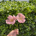 Light pink Peony