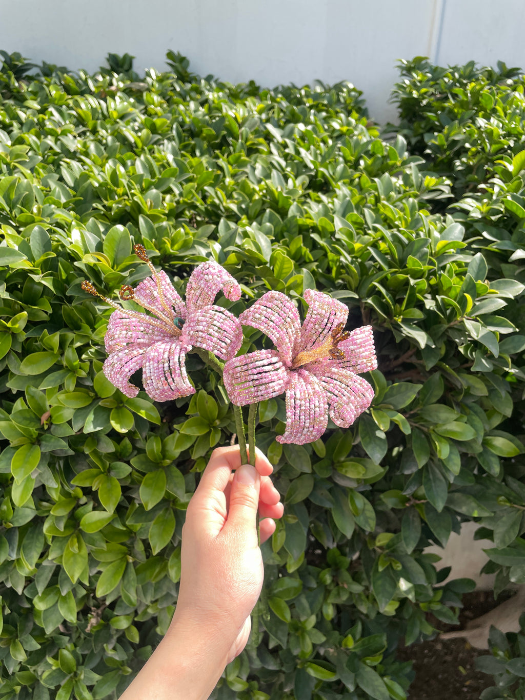 Light pink Lily